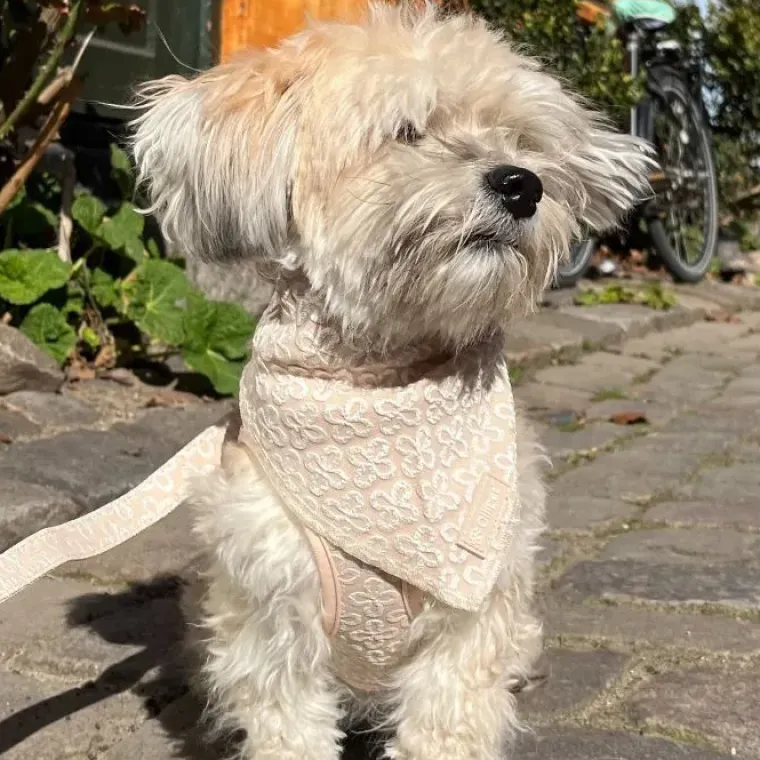 Ollipet City Lux|Hundetøj^Ollipet Flora Bandana
