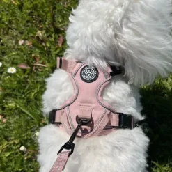 Hundeseler|Ollipet For Wagging Tails^Ollipet For Wagging Tails | Adventure Hundesele 2.0