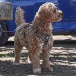 Hundeseler|Ollipet For Wagging Tails^Ollipet For Wagging Tails | Adventure Hundesele 2.0