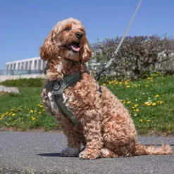 Hundeseler|Køleartikler^Ollipet For Wagging Tails | Airflex hundesele