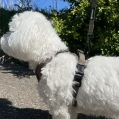 Hundeseler|Køleartikler^Ollipet For Wagging Tails | Airflex hundesele