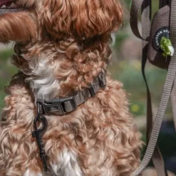 Hundehalsbånd|Ollipet For Wagging Tails^Ollipet For Wagging Tails | Halsbånd