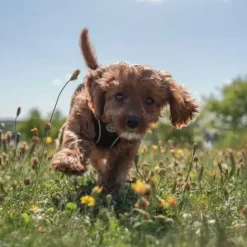 Hundeseler|Bestsellers^Ollipet For Wagging Tails | Step in Sele