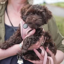 Hundeseler|Bestsellers^Ollipet For Wagging Tails | Step in Sele