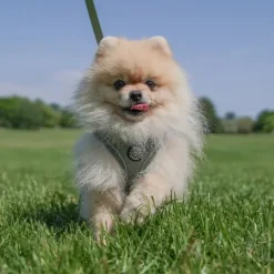 Hundeseler|Bestsellers^Ollipet For Wagging Tails | Step in Sele