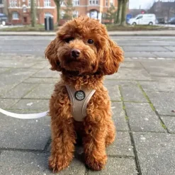 Hundeseler|Bestsellers^Ollipet For Wagging Tails | Step in Sele
