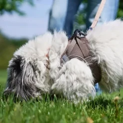 Hundeseler|Bestsellers^Ollipet For Wagging Tails | Step in Sele