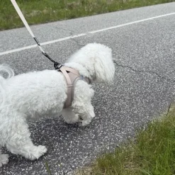 Hundeseler|Bestsellers^Ollipet For Wagging Tails | Step in Sele
