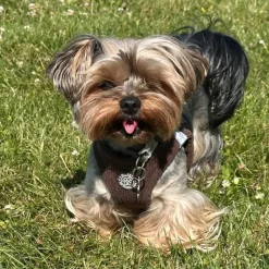 Hundeseler|Ollipet For Wagging Tails^Ollipet For Wagging Tails | Velluto step-in sele