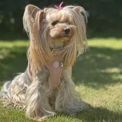 Hundeseler|Ollipet For Wagging Tails^Ollipet For Wagging Tails | Velluto step-in sele