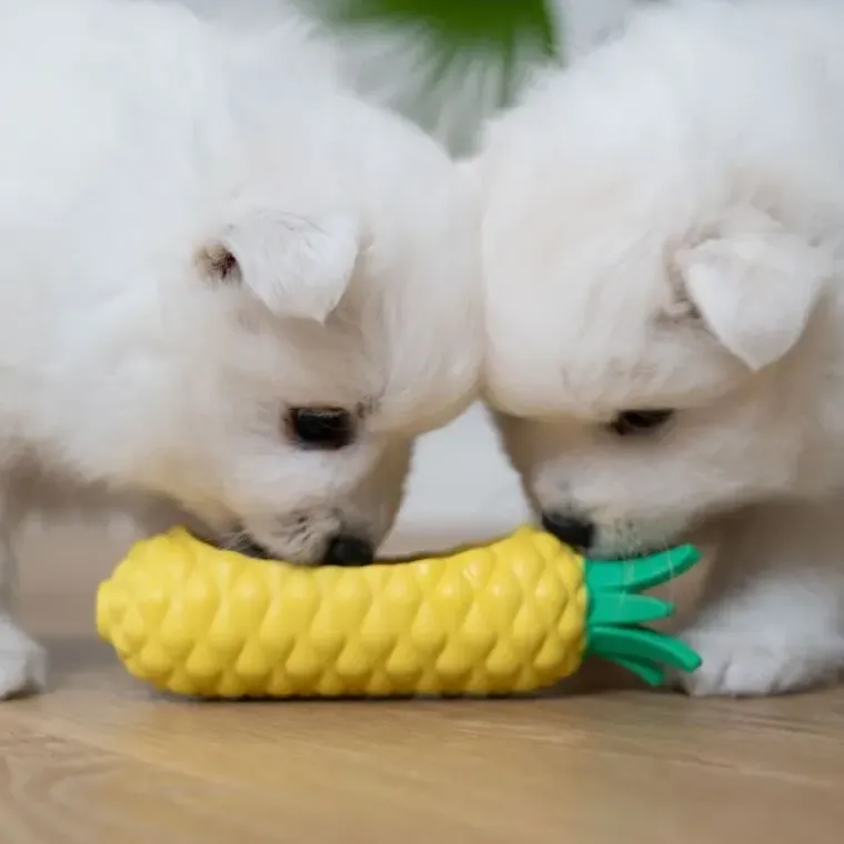 Aktivitetslegetøj Til Hunde|Ollipet Hundelegetøj^Ollipet Frostsnack | Pineapple