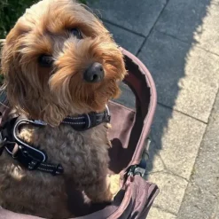 Hundeferien|Hundeklapvogn^Ollipet Hundeklapvogn Venezia