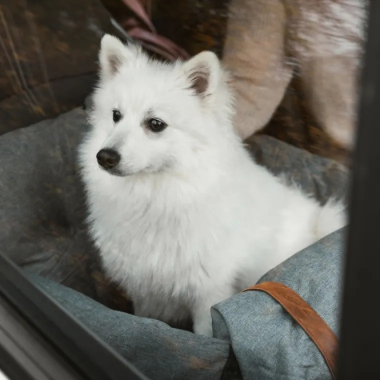 Autostol Til Hunde|Biltransport Af Hund^Ollipet Karma Deluxe Autokurv 2i1