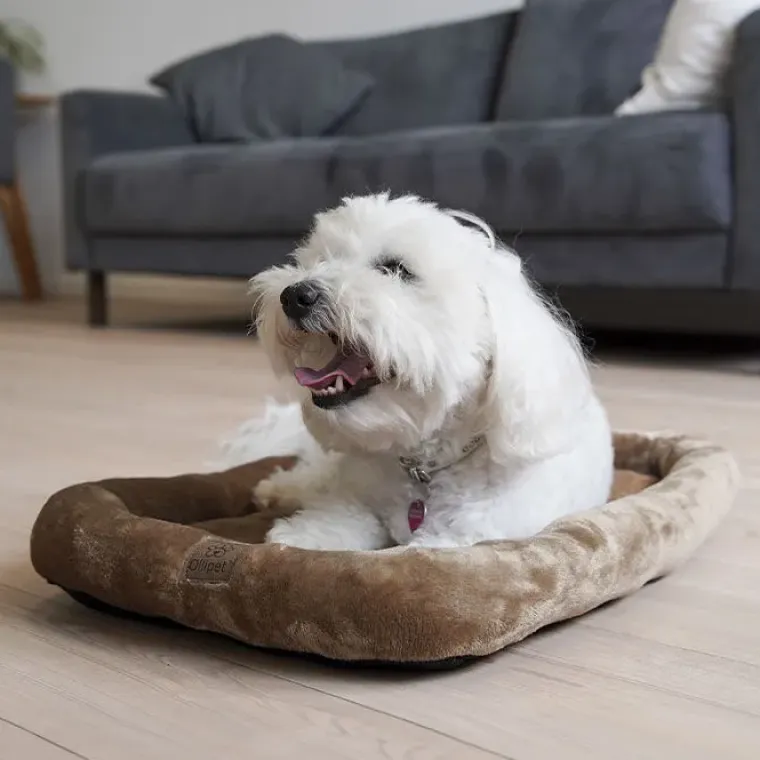 Hundesenge^Ollipet Kaya Wellness Madras
