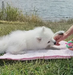 ☀️Sommerklar|Hundeferien^Ollipet Køletæppe m. Cool Mesh