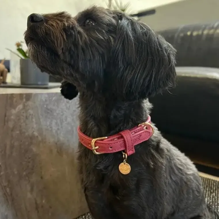 Hundehalsbånd^Ollipet Luxor Halsbånd