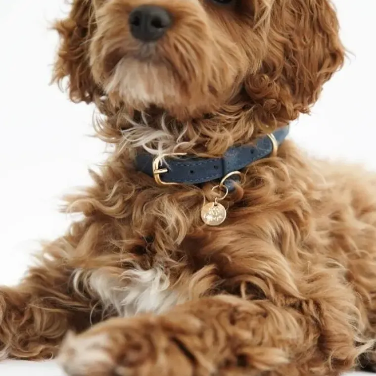 Hundehalsbånd^Ollipet Luxor Halsbånd
