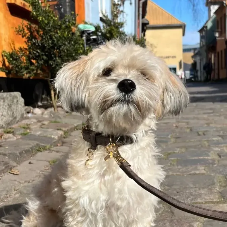 Hundesnor^Ollipet Luxor Hundesnor