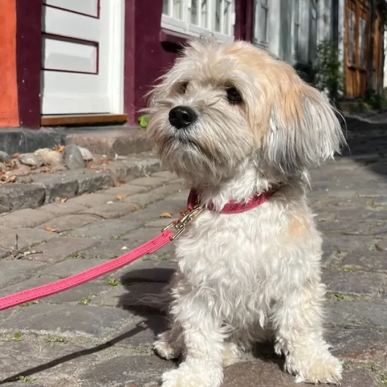 Hundesnor^Ollipet Luxor Hundesnor