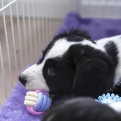 Hvalpelegetøj|Bolde^Ollipet Macaron chew rope ball