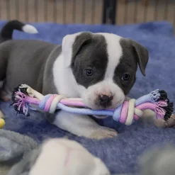 Ollipet Hundelegetøj|Reb-Legetøj^Ollipet Macaron chew rope | Strip