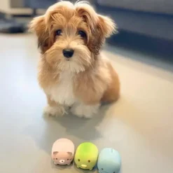 Ollipet Hundelegetøj|Hvalpelegetøj^Ollipet NaturLatex Small Cute Animals