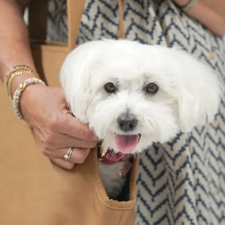Hundetaske|Hundeferien^Ollipet Nice Hundetaske