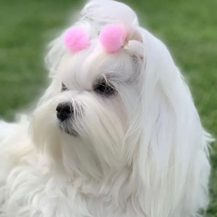 Hårpynt Til Hunde^Ollipet Pompom hårpynt