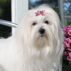 Hårpynt Til Hunde^Ollipet Prikket Hundesløjfe