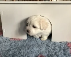 Hvalpe Accessories|Nyfødte Hvalpe 0-8 Uger^Ollipet Puppy Home | OUTLET