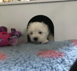 Hvalpe Accessories|Nyfødte Hvalpe 0-8 Uger^Ollipet Puppy Home | OUTLET