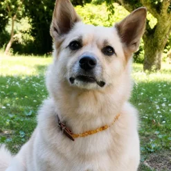 Hundehalsbånd^Ollipet Ravhalsbånd mod utøj | Med læderspænde