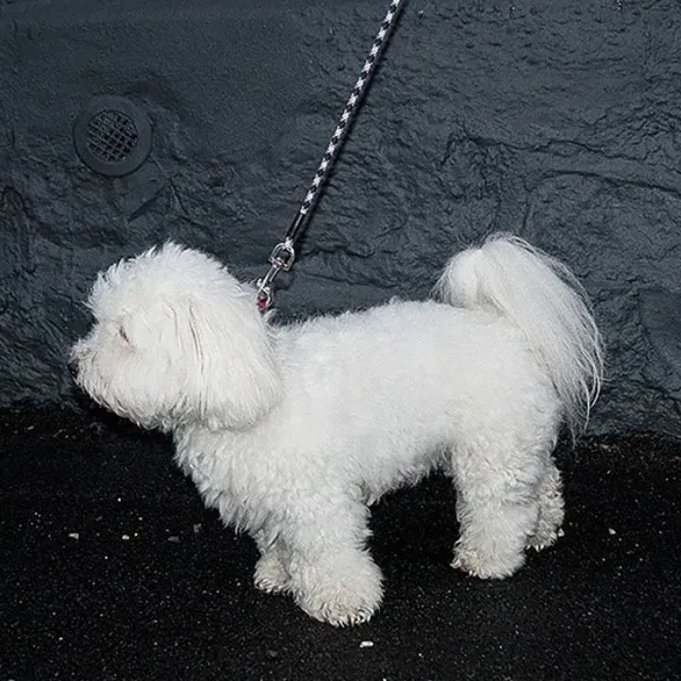 Løbeturen|Hundesnor^Ollipet Reflekshundesnor i Reb