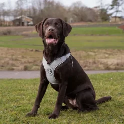 Hundeseler^Ollipet Seoul Step-in Sele + Line | OUTLET