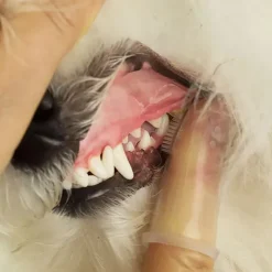 Til Opdrættere^Ollipet Silikone fingertandbørste