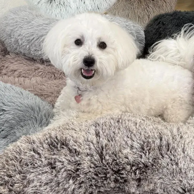 Separationsangst|Bestsellers^Ollipet Soft Cloud Donut Hundeseng