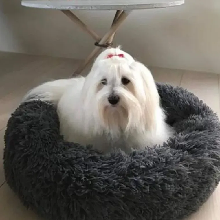 Separationsangst|Bestsellers^Ollipet Soft Cloud Donut Hundeseng