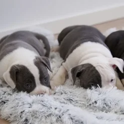 Separationsangst|Bestsellers^Ollipet Soft Cloud hundetæppe