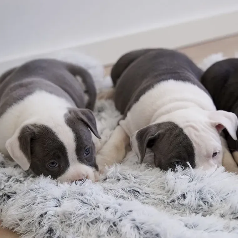 Separationsangst|Bestsellers^Ollipet Soft Cloud hundetæppe