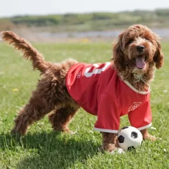 Hundetræning Og Klikker|Hundetøj^Ollipet Sports T-Shirt