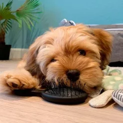 Til Opdrættere|Pelspleje Til Hvalpe^Ollipet Tangle brush mini