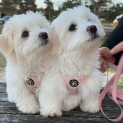 Hundeseler|Lyserøde Favoritter^Ollipet Teddy Step-in hundesele | Lyserød