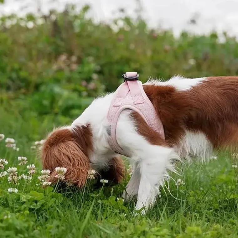 Hundeseler|Lyserøde Favoritter^Ollipet Teddy Step-in hundesele | Lyserød