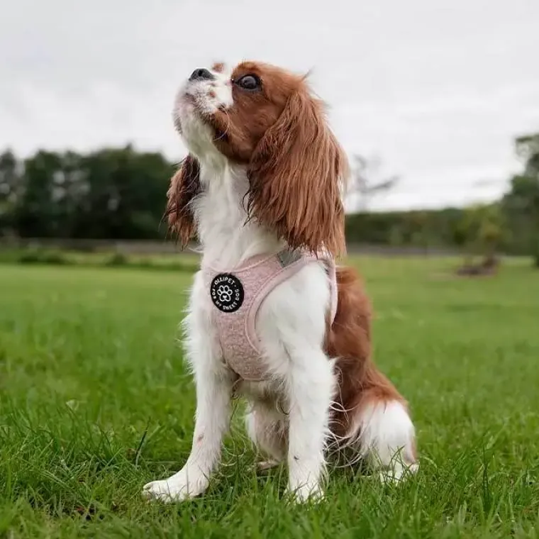 Hundeseler|Lyserøde Favoritter^Ollipet Teddy Step-in hundesele | Lyserød