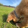 Hundehalsbånd|Hundeferien^Ollipet Tic Collar | Naturlig Flåthalsbånd
