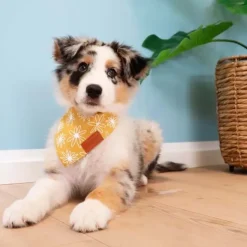 Påskekurven|Hundetøj^Ollipet Trendy Bandana