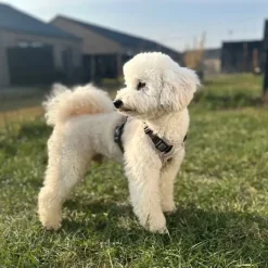 Hundeseler^Ollipet Tweed H-sele | Coffee