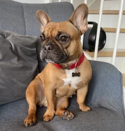 Hundehalsbånd|Julekurven^Ollipet Velour justerbar halsbånd | M. Guldspænde