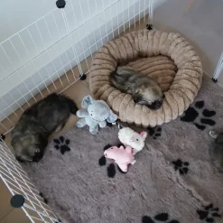 Renlighedstræning Af Hvalpe|Drægtighed Og Hvalpefødsel^Ollipet VetBedding tæpper i Luxdesign | Kraftig kvalitet
