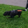 Hundetræning Og Klikker|Hundesnor^Ollipet VI TRÆNER Mærkat